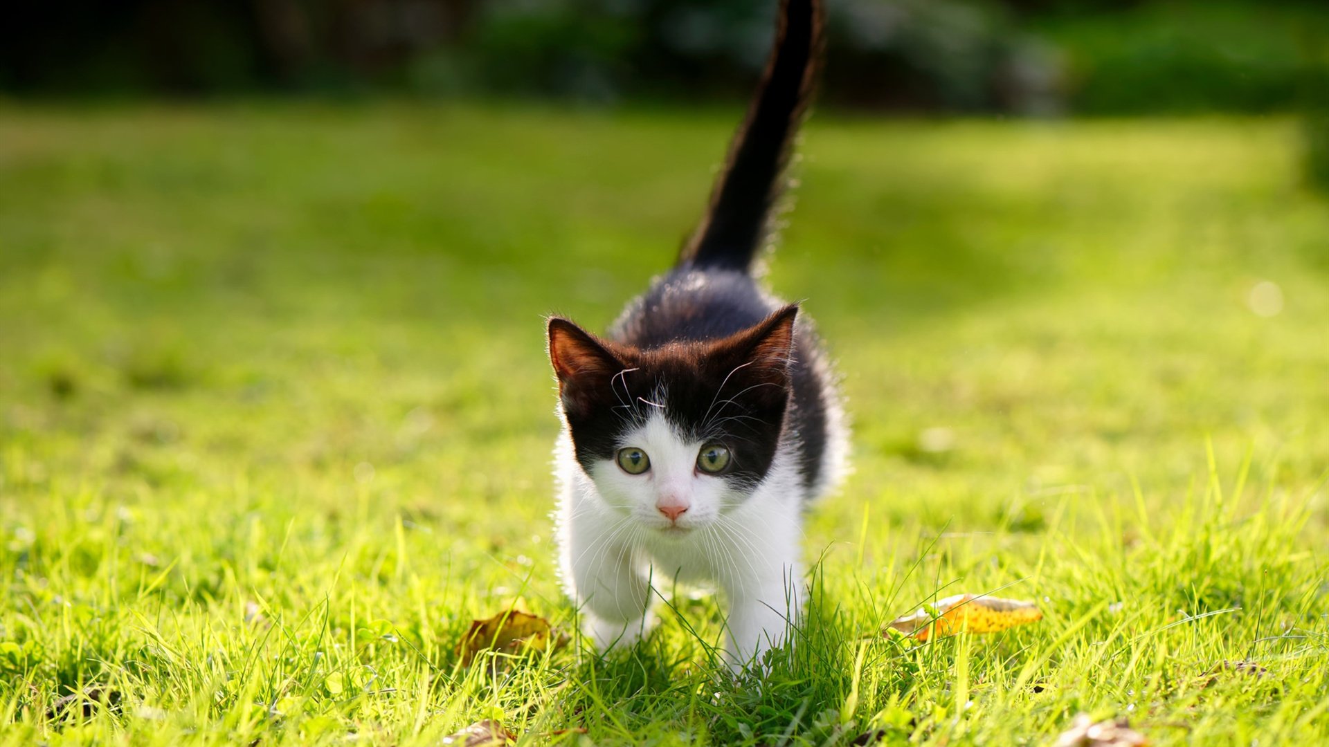 开云体育-《王者荣耀战队击败强敌，夺得年度王者》，王者荣耀战队队伍战力是什么意思